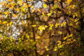 Autumn tree with yellow leaves. Nature backgrounds	