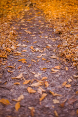 Beautiful path in the autumn forest. Nature landscape backgrounds.