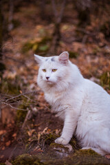 Naklejka na ściany i meble White cat in the autumn forest. Autumn portrait.