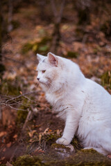White cat in the autumn forest. Autumn portrait.