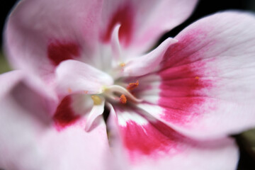 Fototapeta na wymiar Close-up color petals, macro photography, flower petal pelargonium geranium