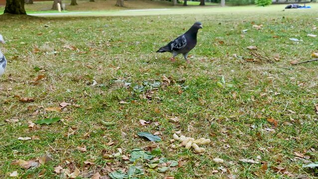 Pigeons trying to steal peanuts from a squrrel in the park during autumn
