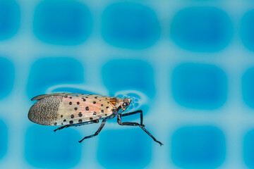 A Spotted Lanternfly stuck in a swimming pool in New Jersey