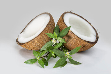False Daisy or Eclipta Alba with Coconut. used as natural hair care. Hair Regrowth Oil, Bhringaraj Hair Oil.