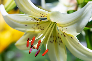 lily flower closeup