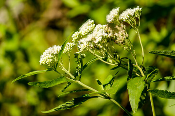 Billygoat weed in sunny day with blurry background
