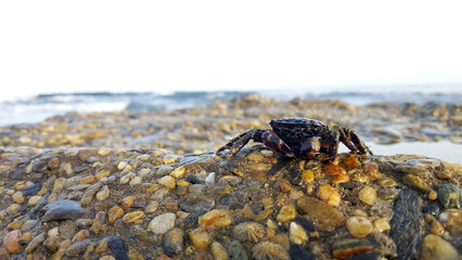crab on the beach