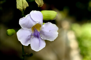 The beautiful flower Blue Sky Flower