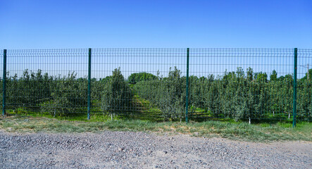 Fototapeta premium A large apple orchard