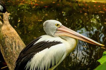 A pelican bird on a fallen trunk