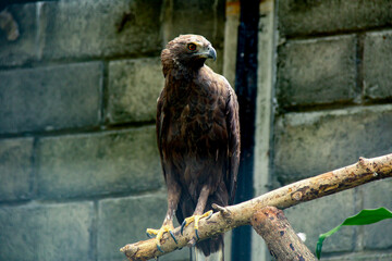The golden eagle perched on a branch