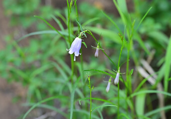 四国愛媛県新居浜市にある赤石山系の雄「東赤石山」は花の百名山でもある