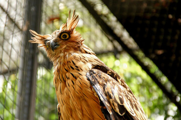 The owl with its amazing eyes