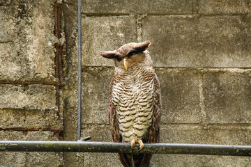 The Barred eagle-owl or Malay eagle-owl