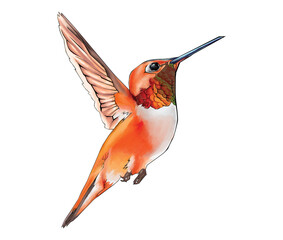 hummingbird in flight © rifqi
