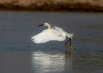 Fototapeta na wymiar little egret flying with full span of wings in the pond area 