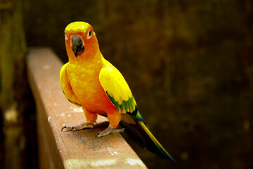 A little sun parakeet perching