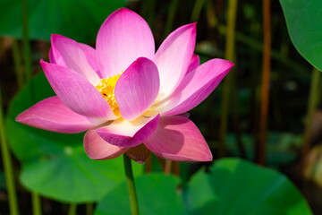 flower lotus and bright morning light