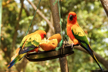 The sun parakeet having their meal