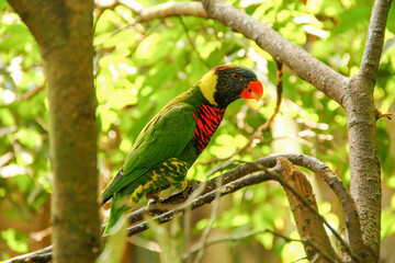 Sunset parikeet in the woods