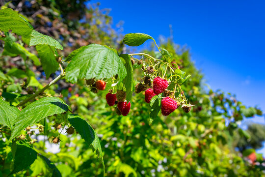 Red raspberries on the bush on a sunny day.