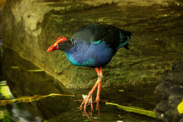 The Australasian swamphen in the water