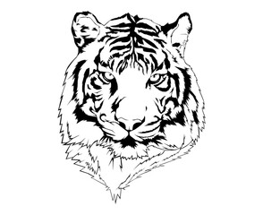 tiger head lineart