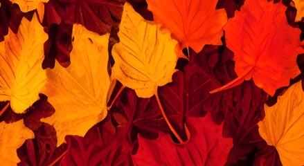 Background of colored wet autumnal maple leaves in a morning