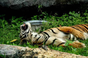 A Sumatran tiger longing on the grass