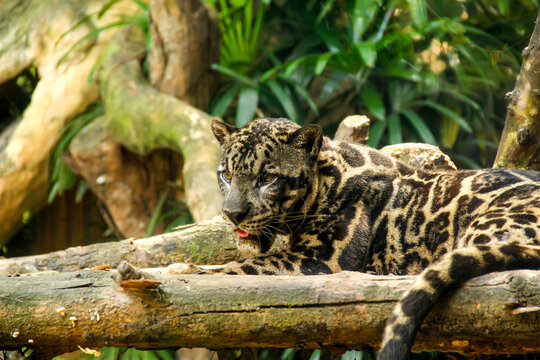 The Sunda clouded leopard lounging on a branch - Powered by Adobe
