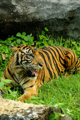 A Sumatran tiger fiercely stares