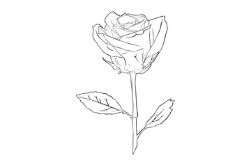 rose lineart