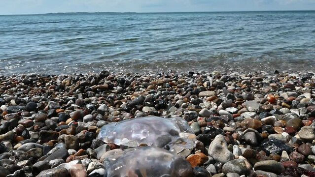 Tote weiße Qualle liegt an einer flachen dänischen Steinküste an der Ostsee im Sommer