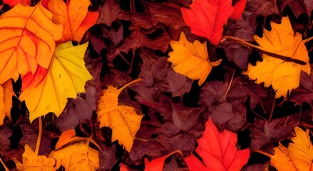 Naklejka na ściany i meble Red and Orange Autumn Leaves Background