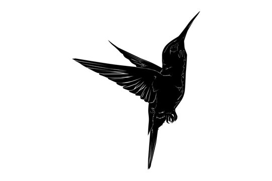 recommend clip art: Hummingbird silhouette