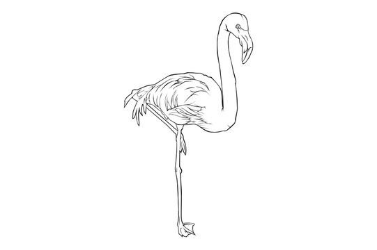 recommend clip art: flamingo lineart