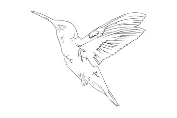 Hummingbird lineart