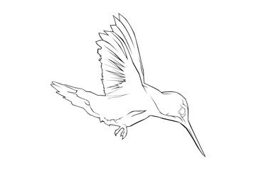 Hummingbird lineart