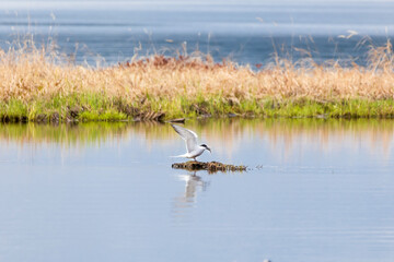 Seagull caught a fish