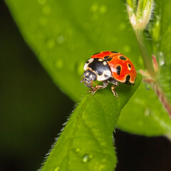 Ladybug on a leaf close-up
