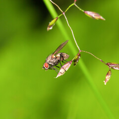 A fly with red eyes on a blade of grass