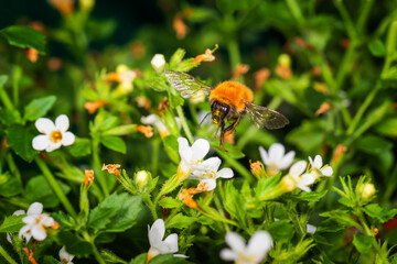 Bumblebee in flight