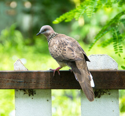 The spotted dove (Spilopelia chinensis) is a small and somewhat long-tailed pigeon that is a common resident breeding bird across its native range on the thailand.Spotted Dove Spilopelia chinensis
