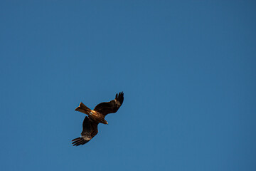 BIRD IN ENOSHIMA JAPAN - ENSHM110622_DY109 : 528948121