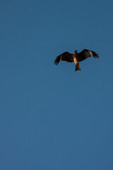 BIRD IN ENOSHIMA JAPAN - ENSHM110622_DY111 : 528948129