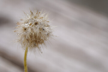 Early morning dandelion seeds that receive rain are ready to continue propagating into new saplings.