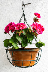 Geranium in Hanging Flower Pot
