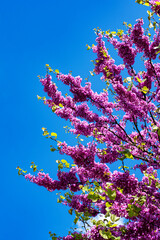 Purple Spring Blossom. Cercis Canadensis or Judas Tree