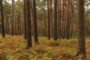 Fototapeta premium Trees in the autumn forest overgrown with ferns.