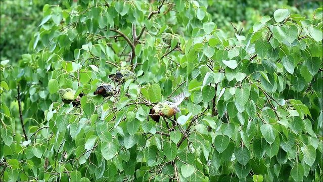 Footage of a Flock of Orange-breasted Green Pigeons Bathing in Light Rain on Bodhi Tree